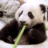 可爱呆萌大熊猫GIF  超可爱的大熊猫动态表情图片 