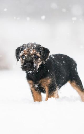 雪地上的可爱狗狗手机壁纸图片