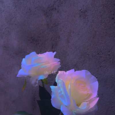 520浪漫唯美鲜花头像  浪漫玫瑰花朵微信头像