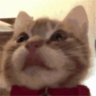 网上超火的歪嘴小猫表情 最火爆的最好玩的表情合集